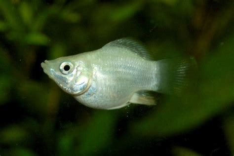 bolly fish|Molly Fish: Types, Feeding, Breeding, Reproduction, .
